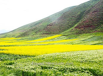 Cole Field in Menyuan County, Qinghai